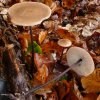 Mycetinis alliaceus, Saitenstieliger Knoblauchschwindling